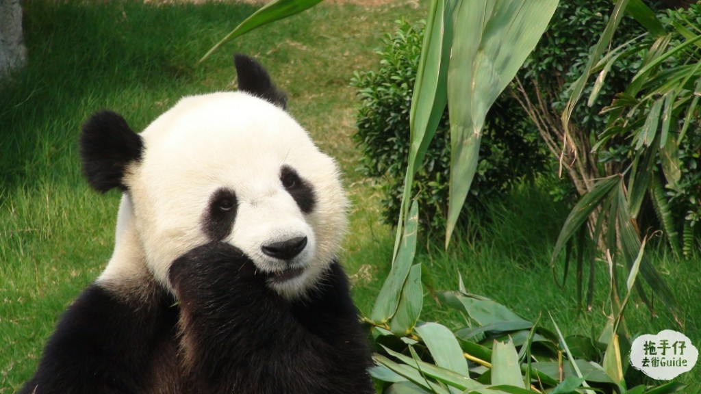 Ocean Park _Giant Panda Adventure (Le Le)